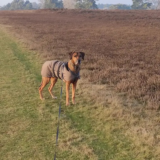 Hund an der Leine auf einem Spaziergang durch die Heide
